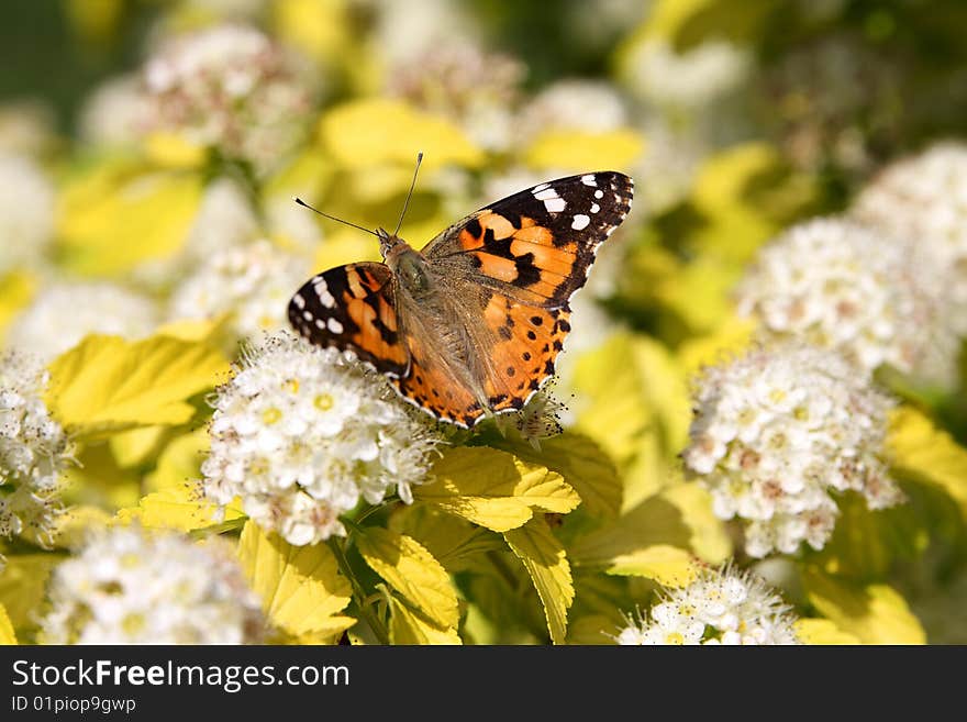 The Butterfly On White Colors