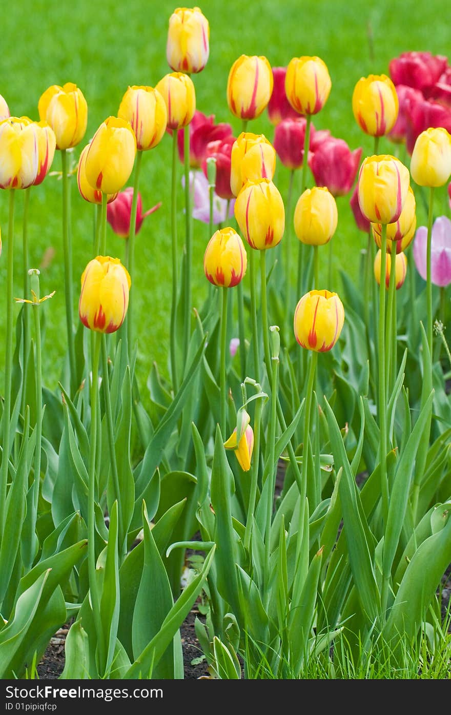 Bed of tulips in city park in the early spring. Bed of tulips in city park in the early spring.