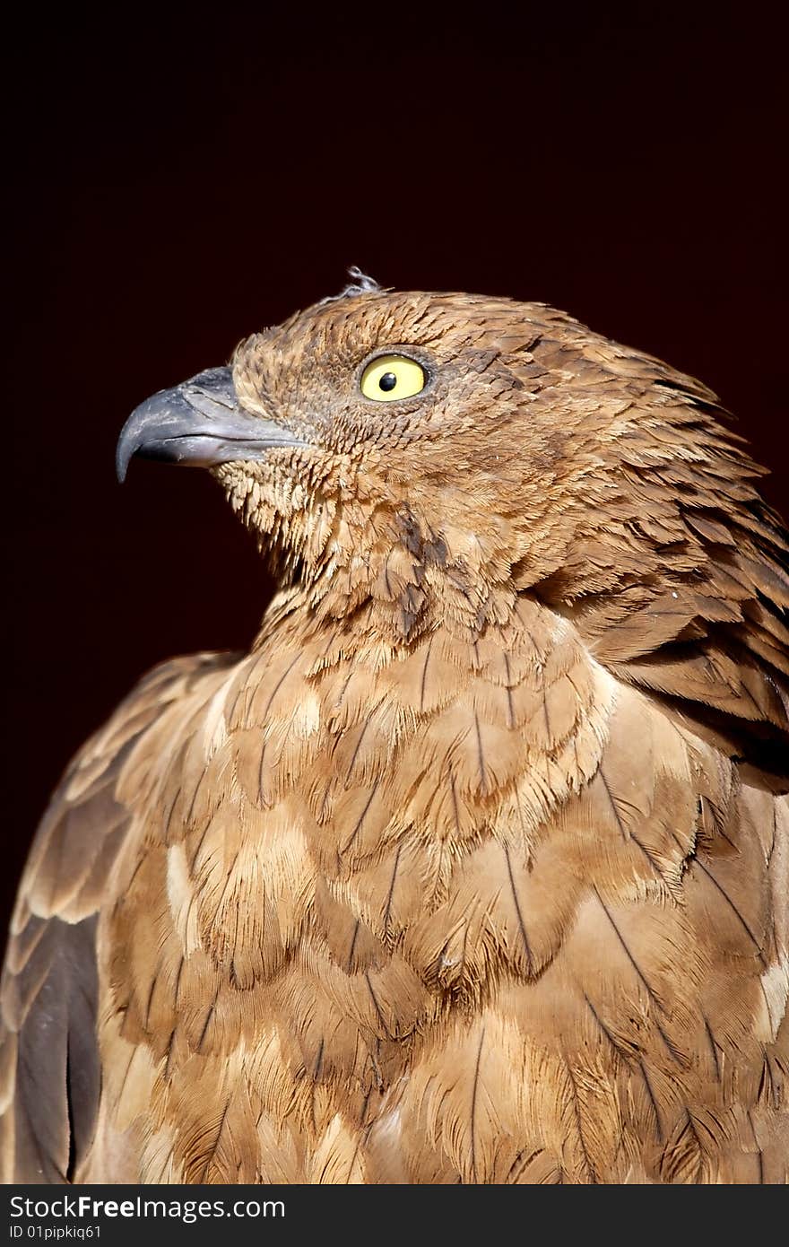 Portrait of the falcon over the dark background