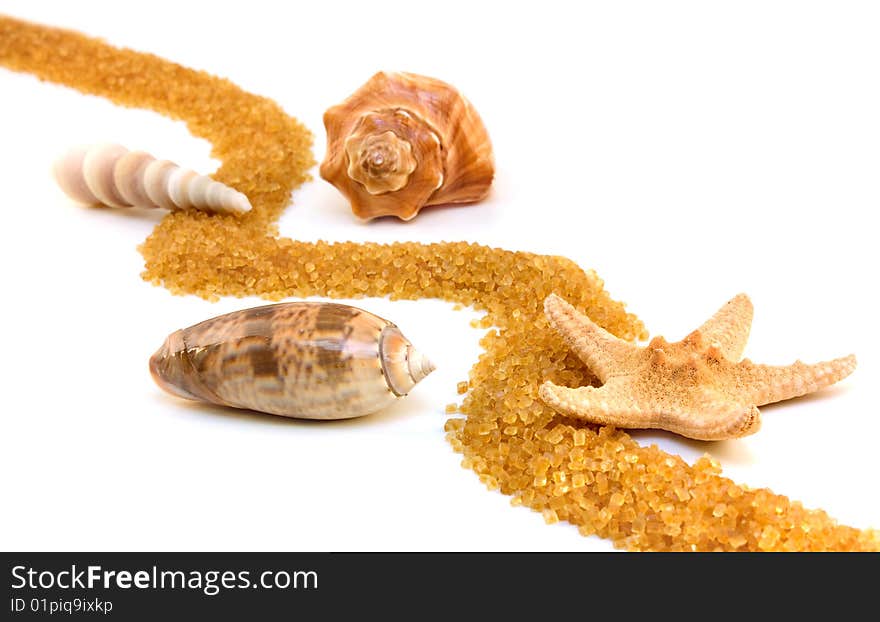 Seashells and starfish with colden wave