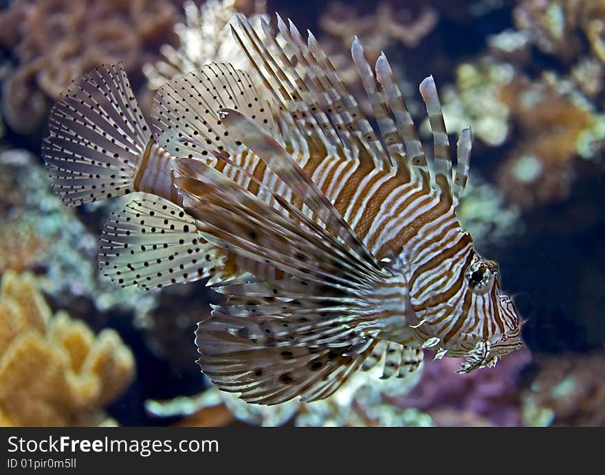 Portrait of nice lion fish. Portrait of nice lion fish