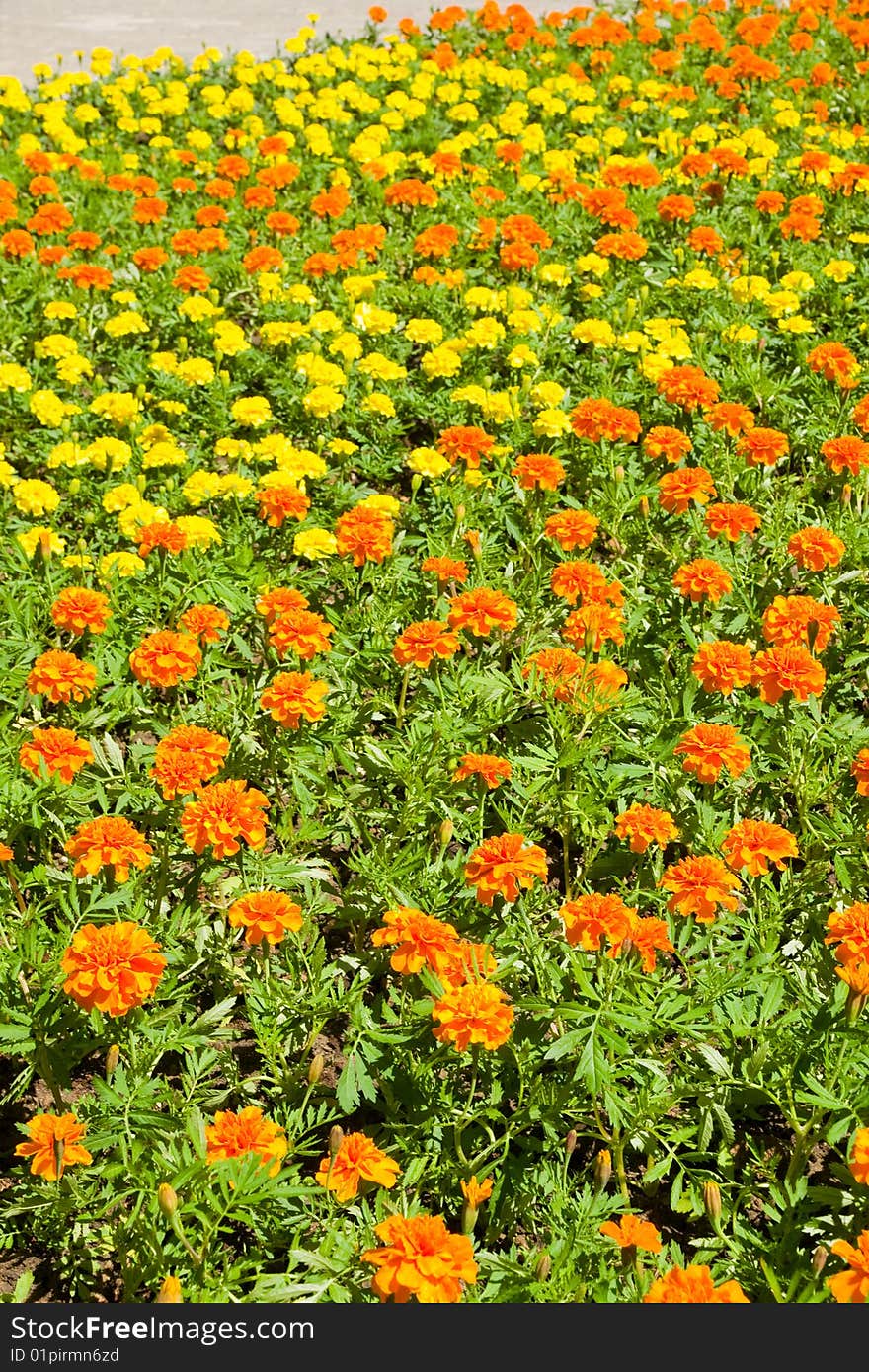 Field of marigold. Green grass and yellow (orange) flowers. Spring and primrose. In the bright sun. Explode and bloom. Field of marigold. Green grass and yellow (orange) flowers. Spring and primrose. In the bright sun. Explode and bloom.