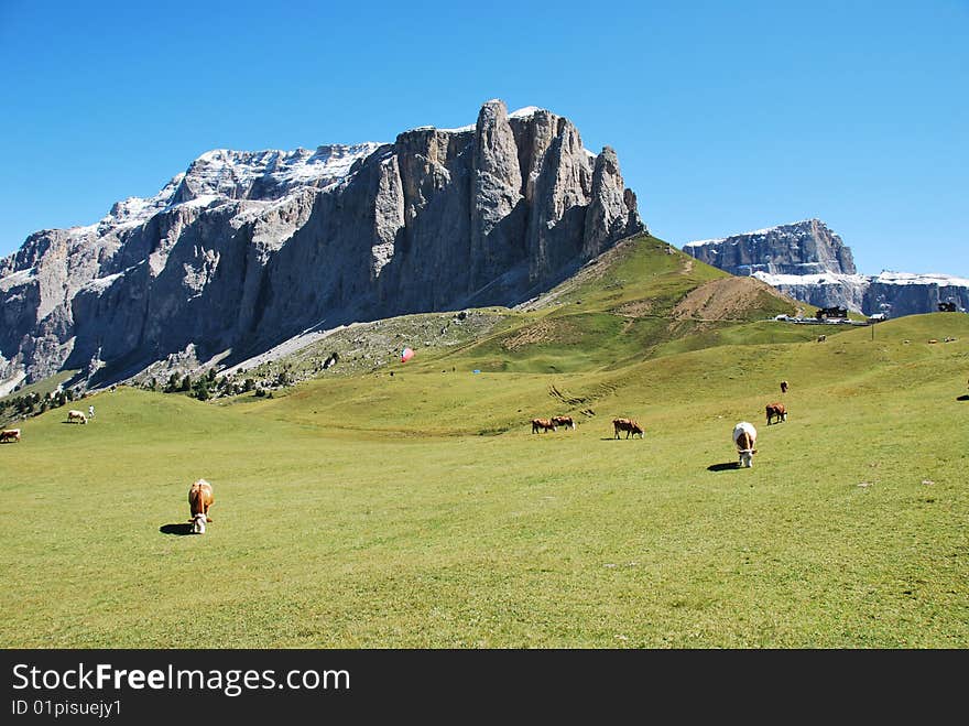 A cows in a pasture with blue sky and mountains at the background. A cows in a pasture with blue sky and mountains at the background