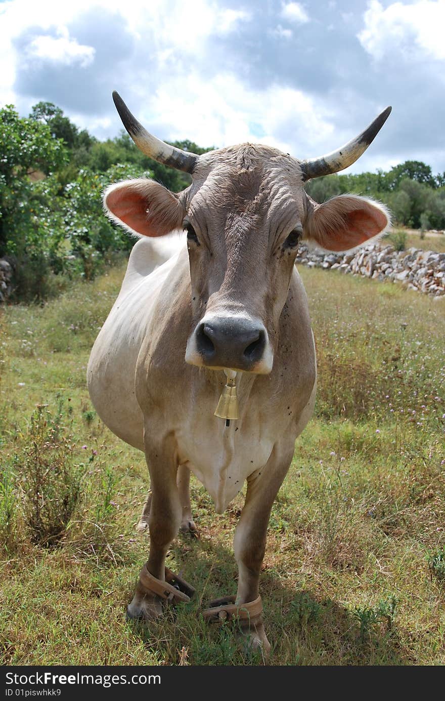 Cow