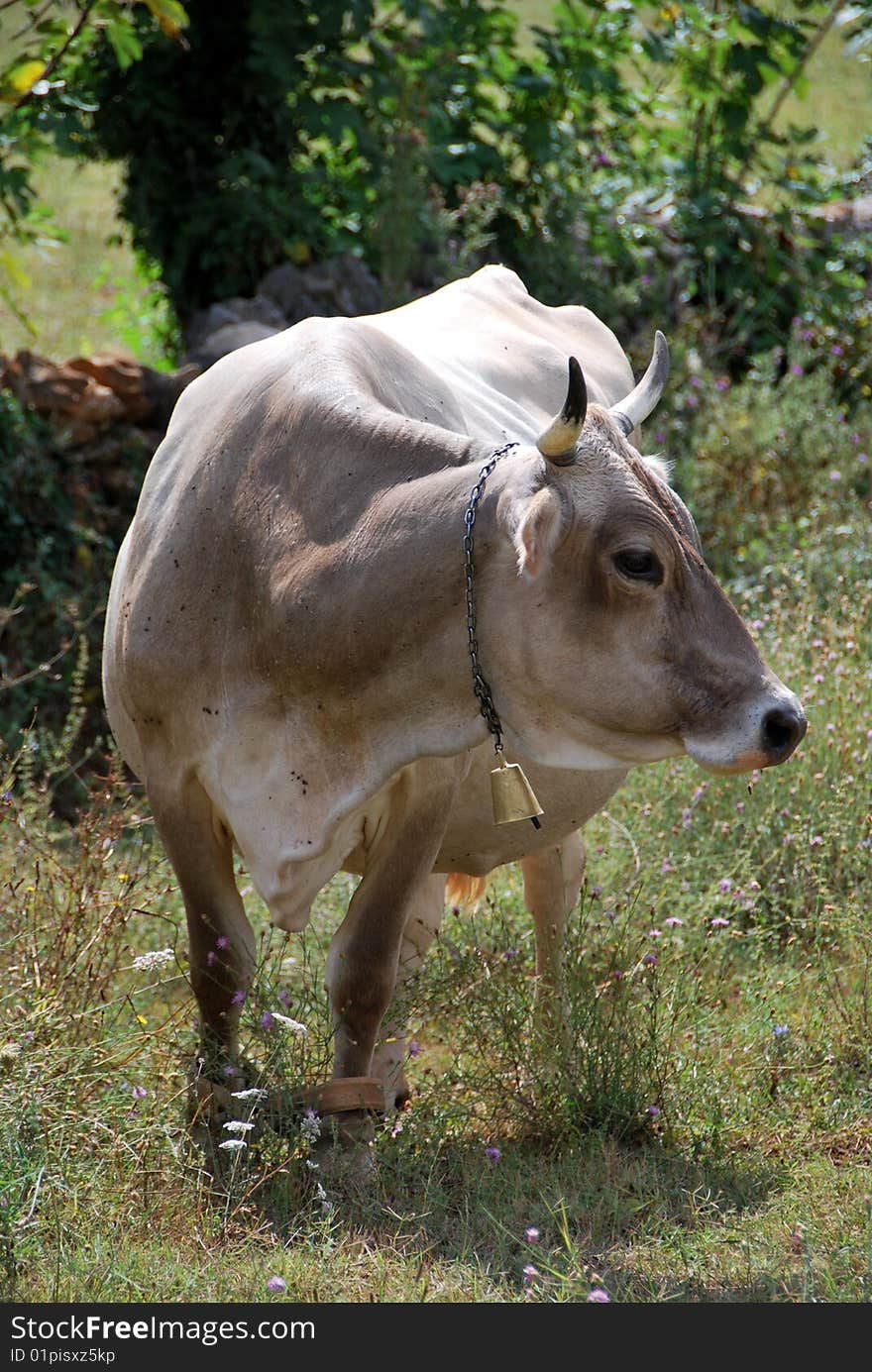 Cow