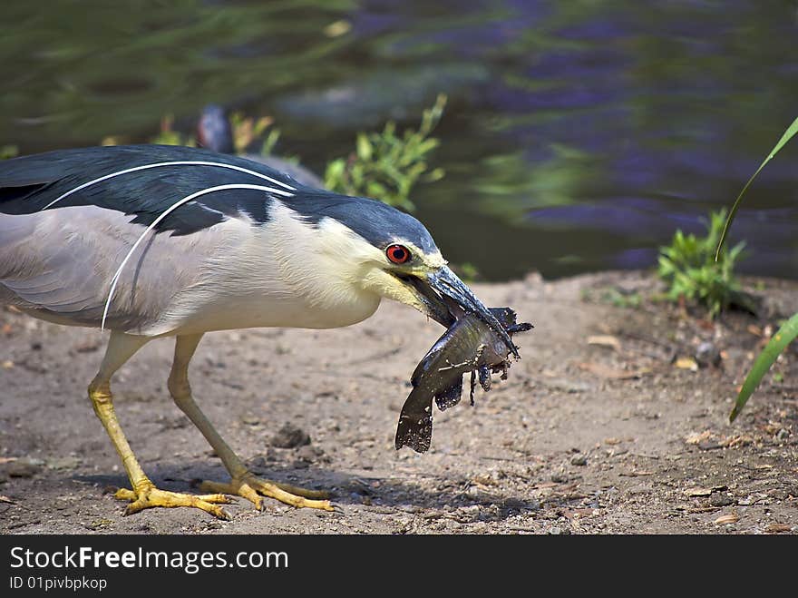 A Blue Crowned Night Heron having some sushi. A Blue Crowned Night Heron having some sushi