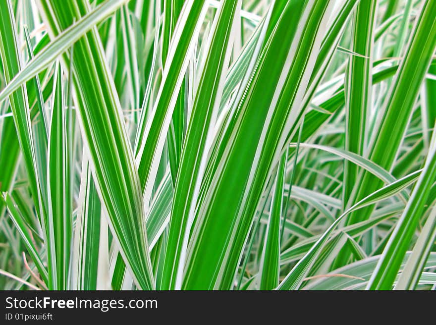 Decorative green grass for a background. Decorative green grass for a background