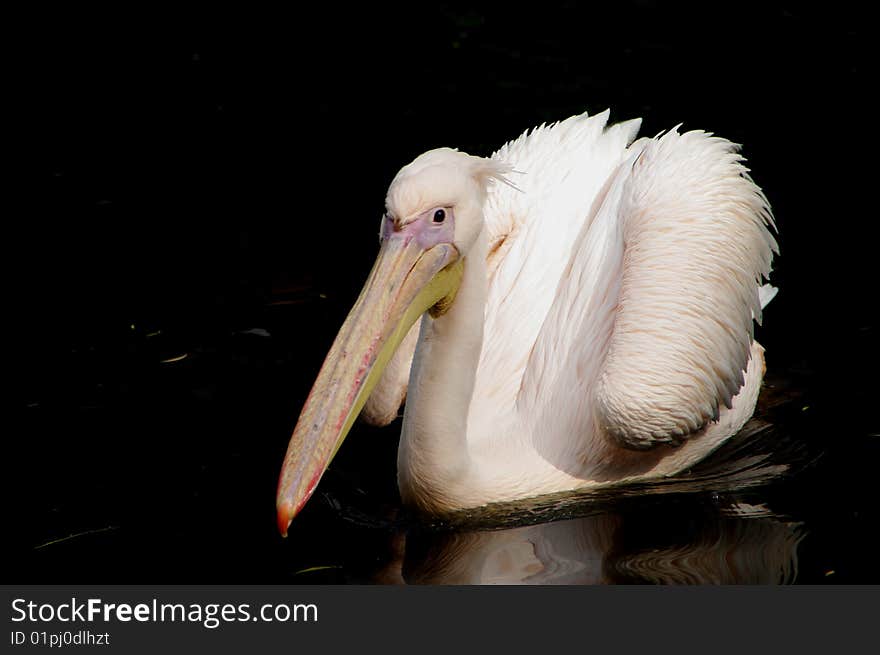 White pelican on dark water