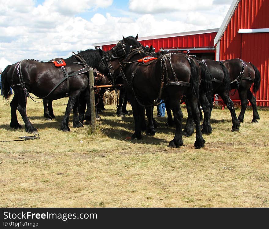 Percheron horses