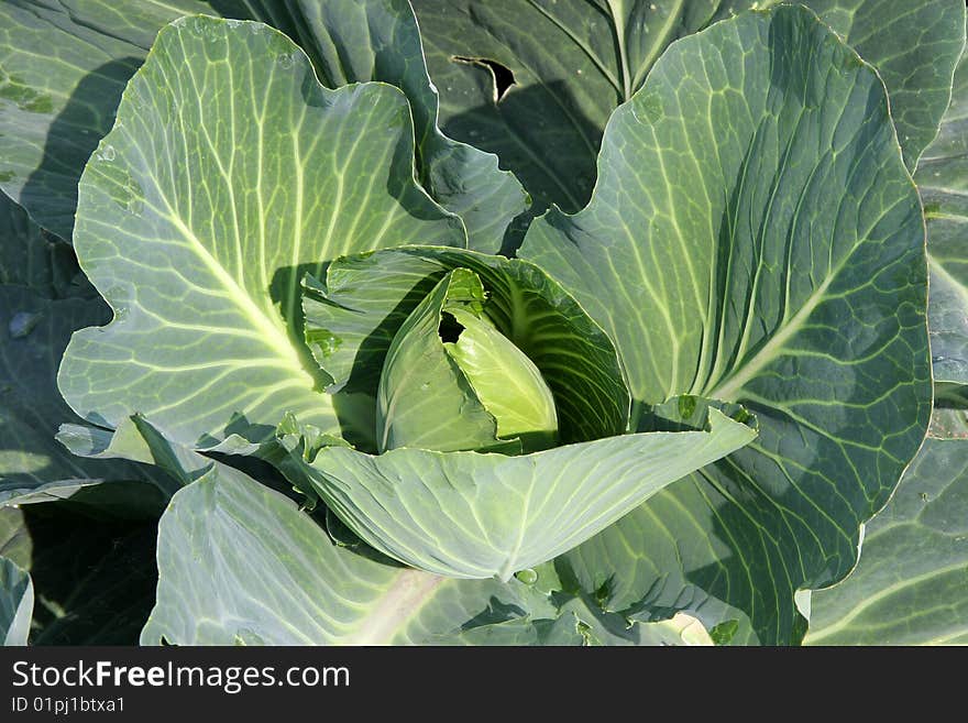 A young green cabbage plant photographed in the spring sun on a commercial acre