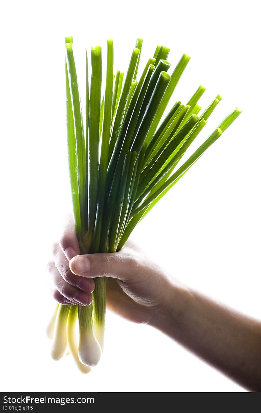 Bunch of green onions in hand on wite