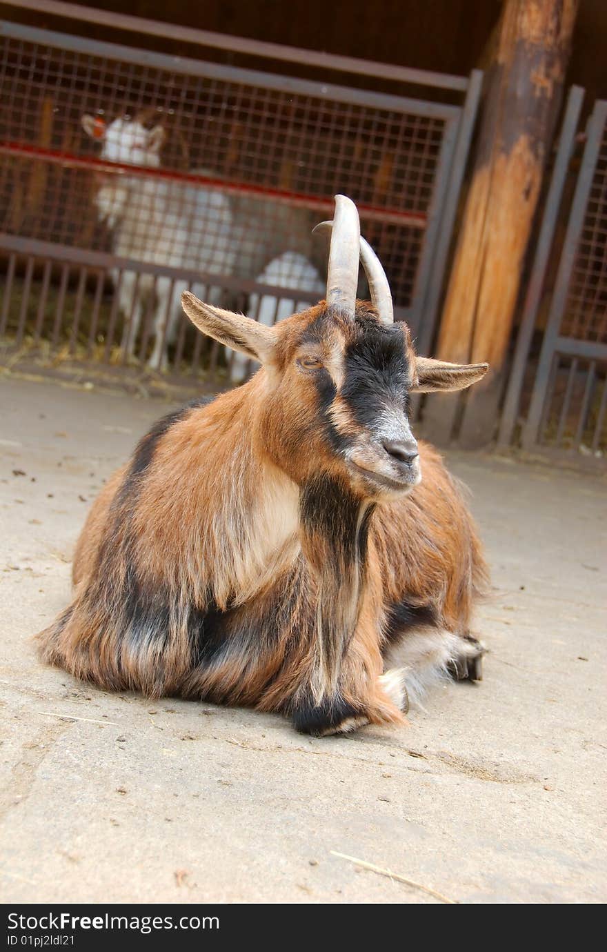 Black and brown goat on the ground