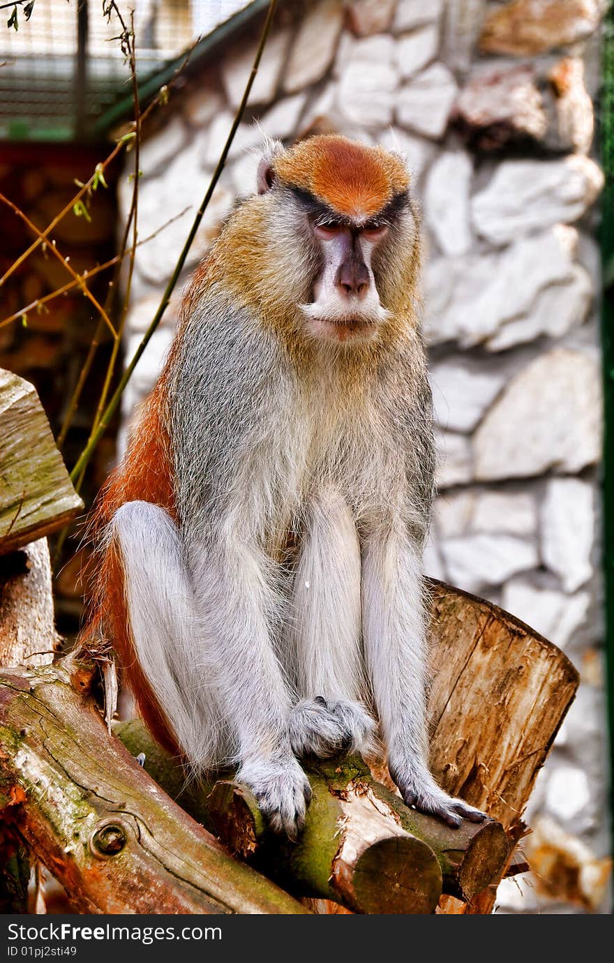 Patas monkey