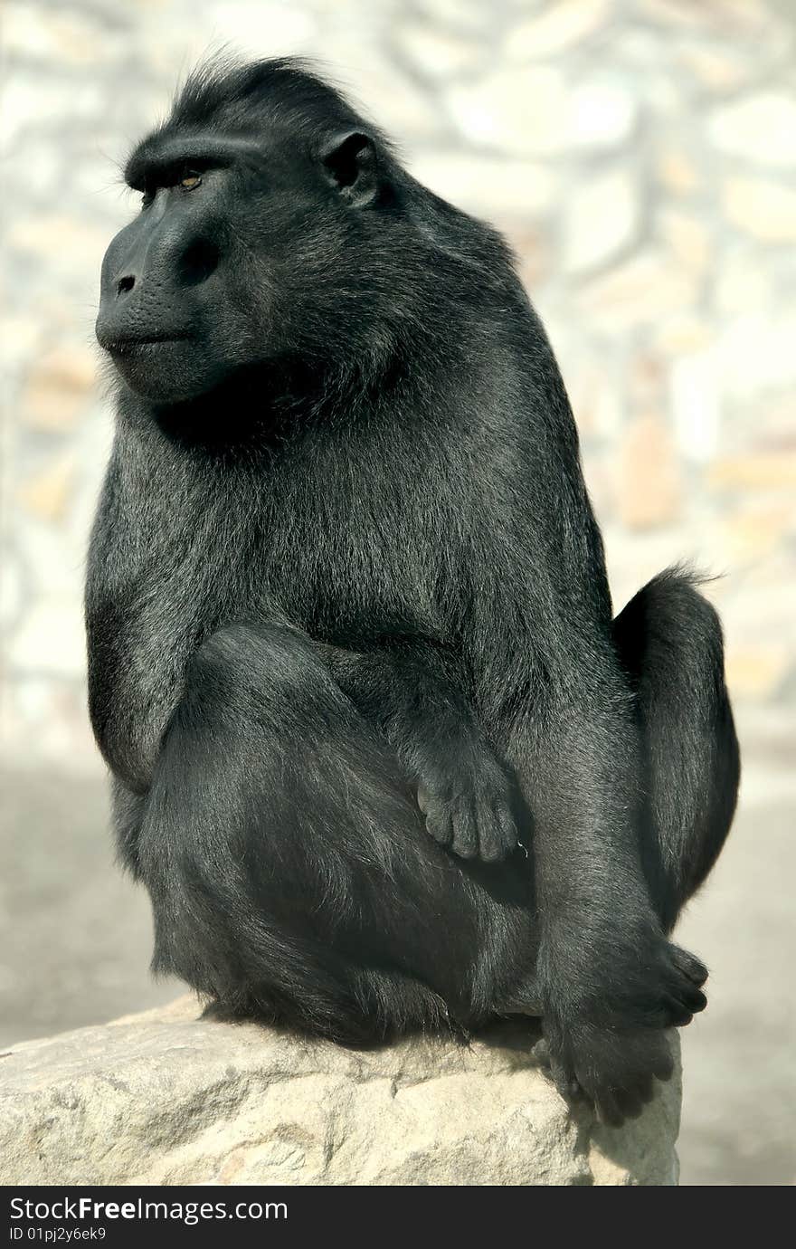 A monkey doing his best impersonation of the thinker statue.