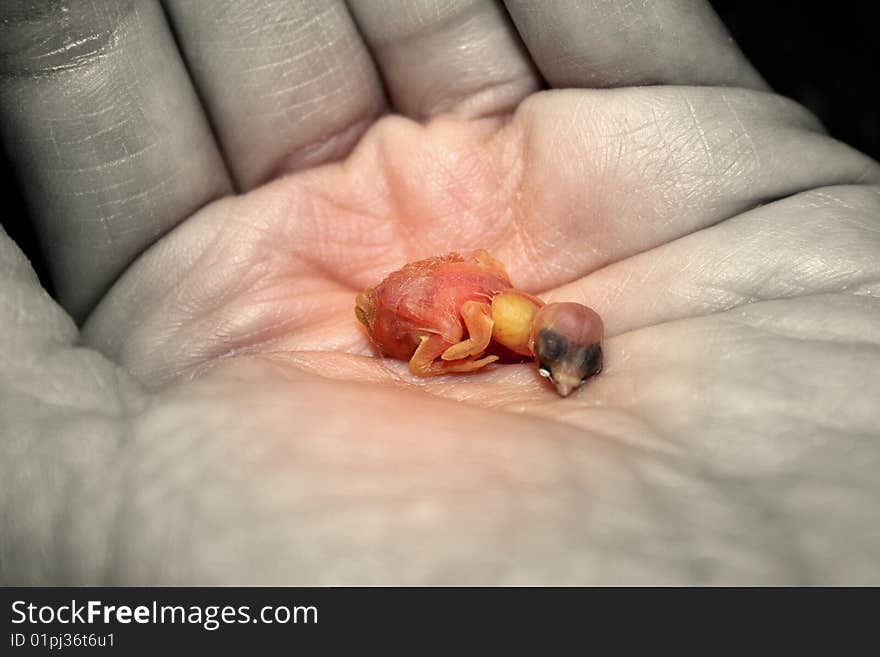 Small bird in a hand