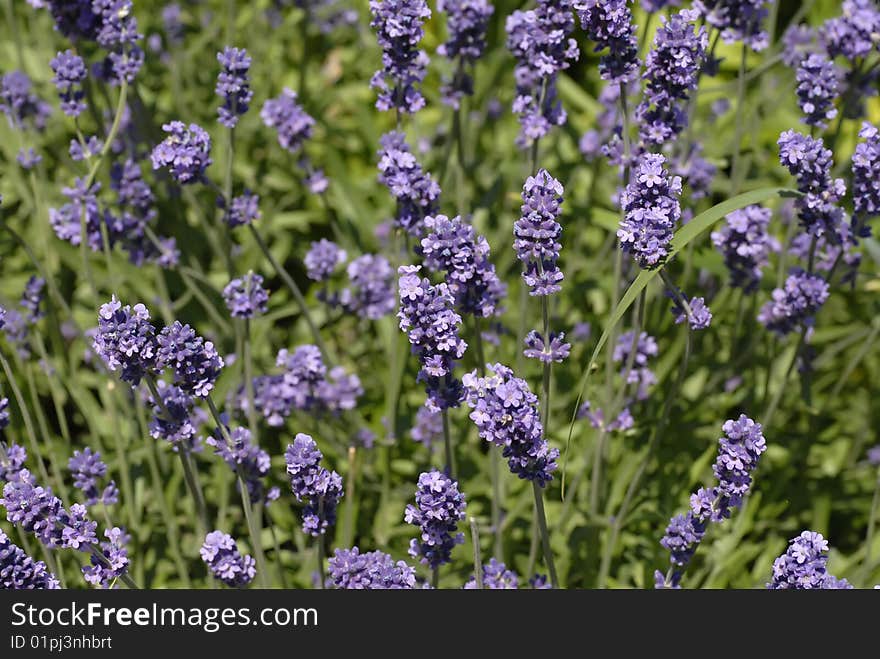 Lavender background, sunny day closeup