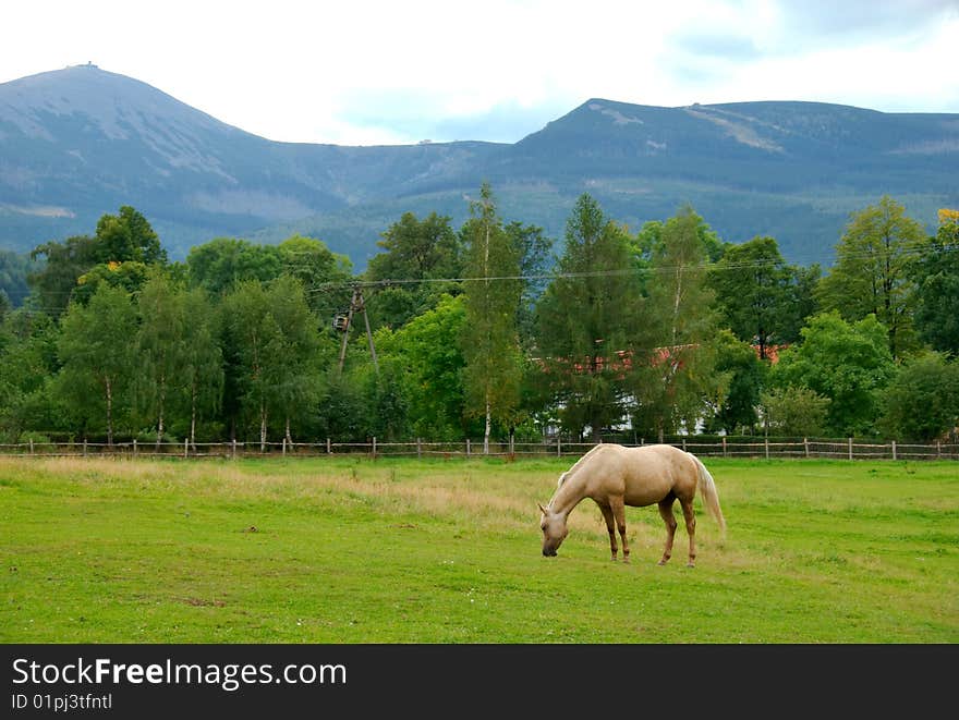 Horse On The Meadow