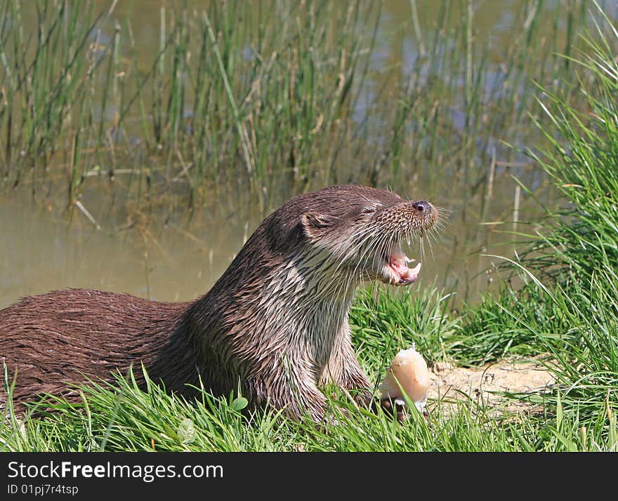 Animal Otter cute