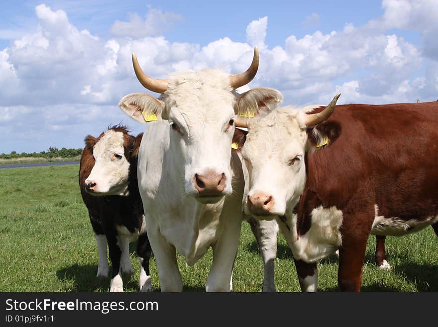 Brown and white cows posing for the camera