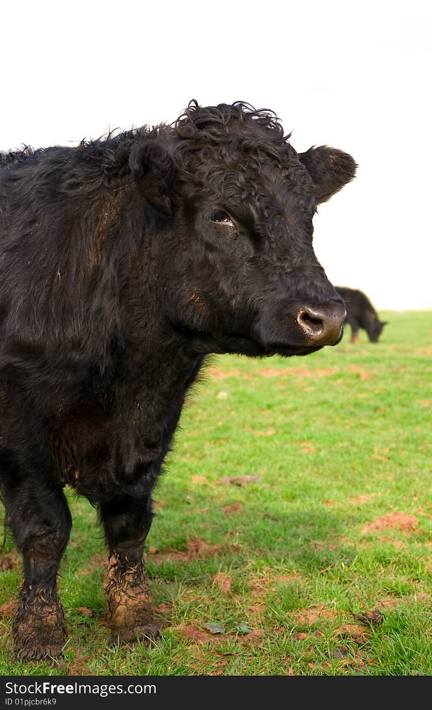 A young black bull portrait, standing in a field of lush fresh green grass. A young black bull portrait, standing in a field of lush fresh green grass.