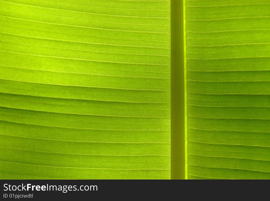 A close-up of a leaf in the sunshine. A close-up of a leaf in the sunshine