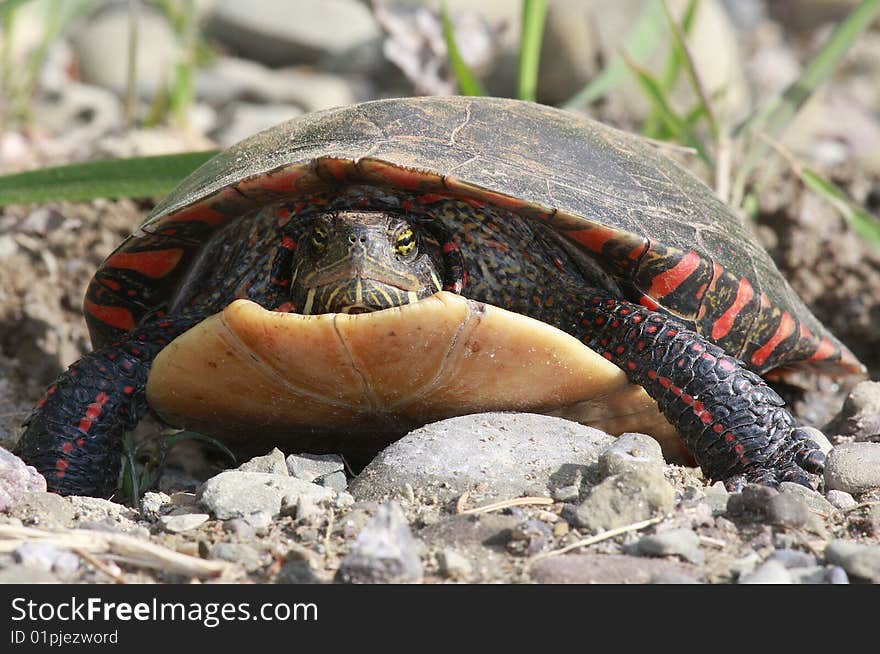 Close up view of an Eastern Mud Turtle crawling across rocky ground with blades of grass in the background.