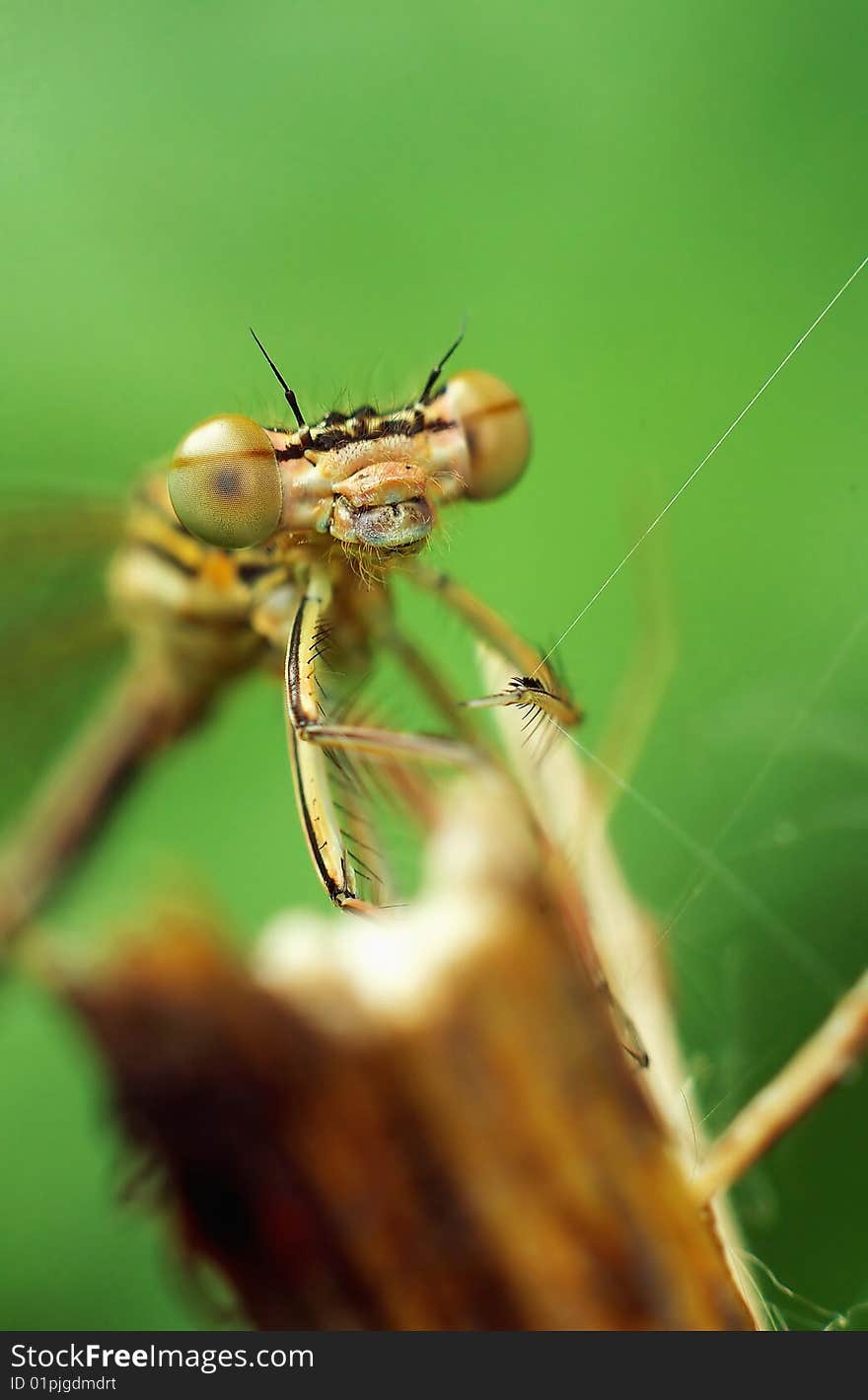 Dragonfly spinner.Close-up shot.