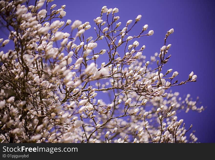 A close up of the blooming bush of the rhododendron