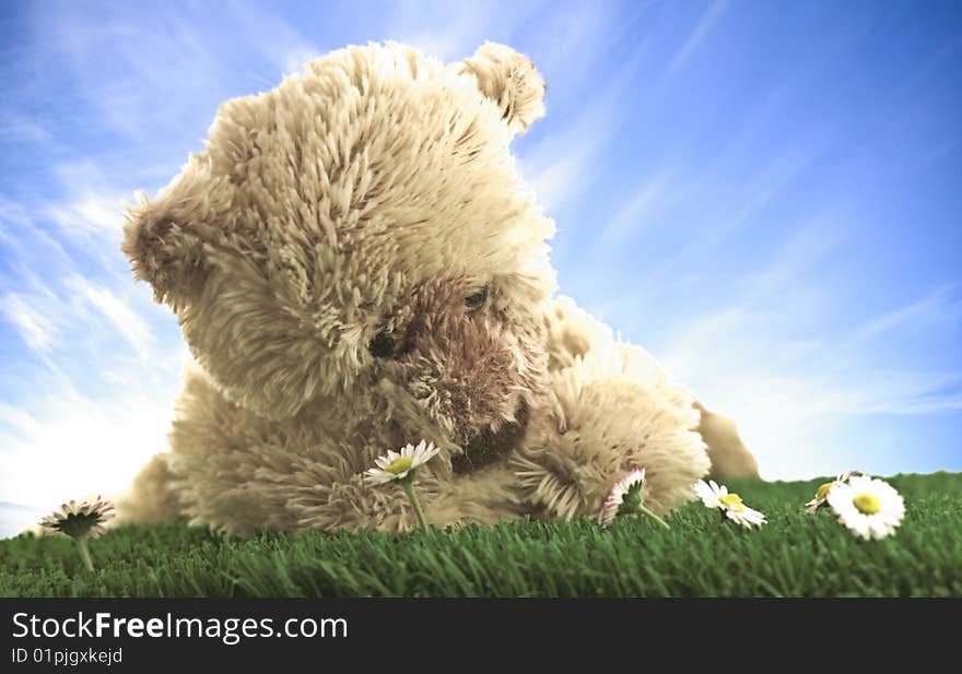 Teddy bear looking at a white flower