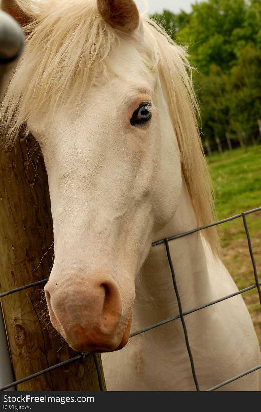 White horse