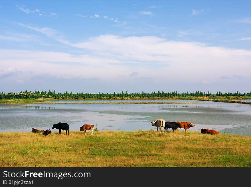 A few cattles in the meadow