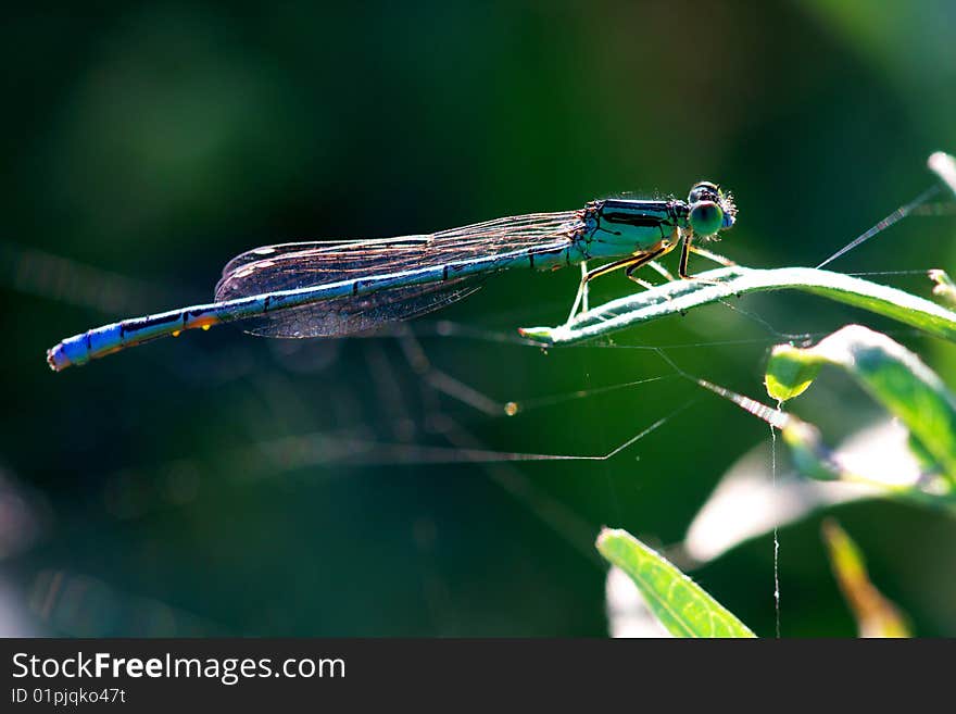 A damselfly is standing on the leaf