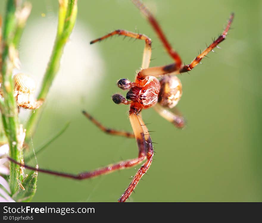 A spider is stand up the leaf. A spider is stand up the leaf