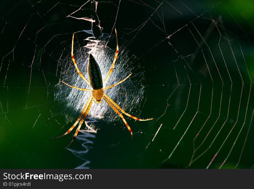 The spider is very lovely. The spider is very lovely