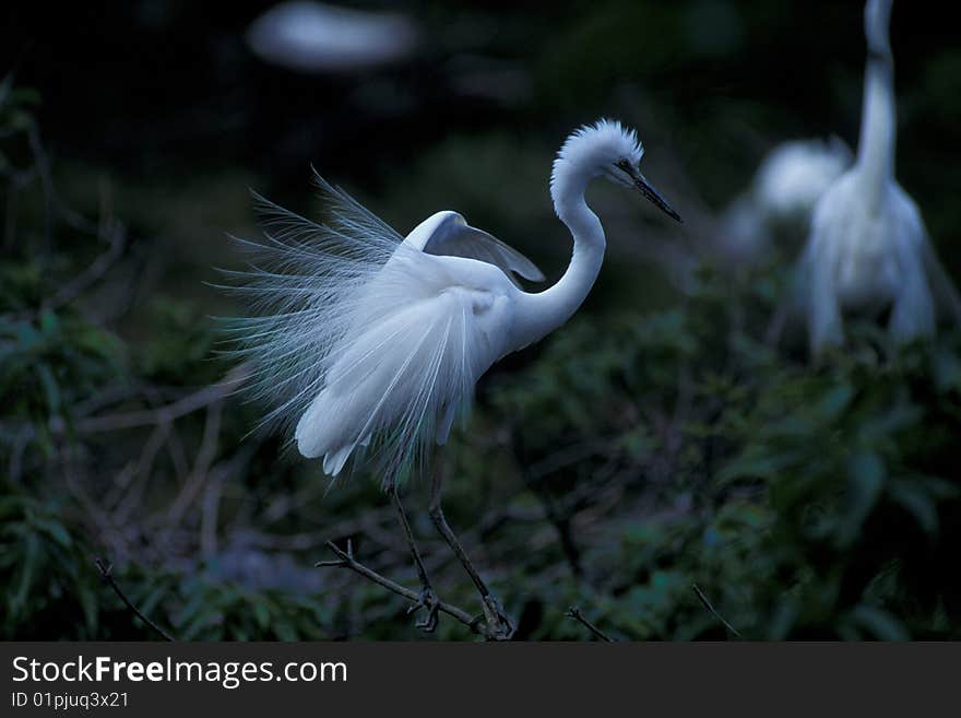 Wildlife;white feather bird standing on meadow