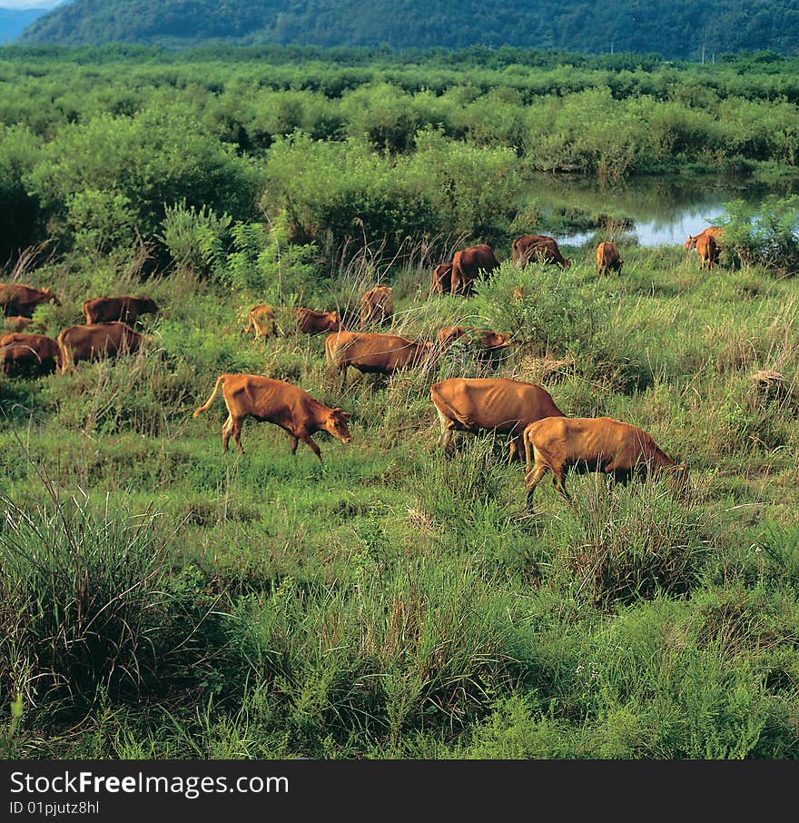 Crowd of cattle,small group of cattle