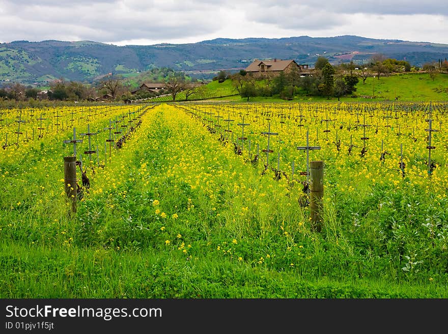 Vineyard in California in Spring