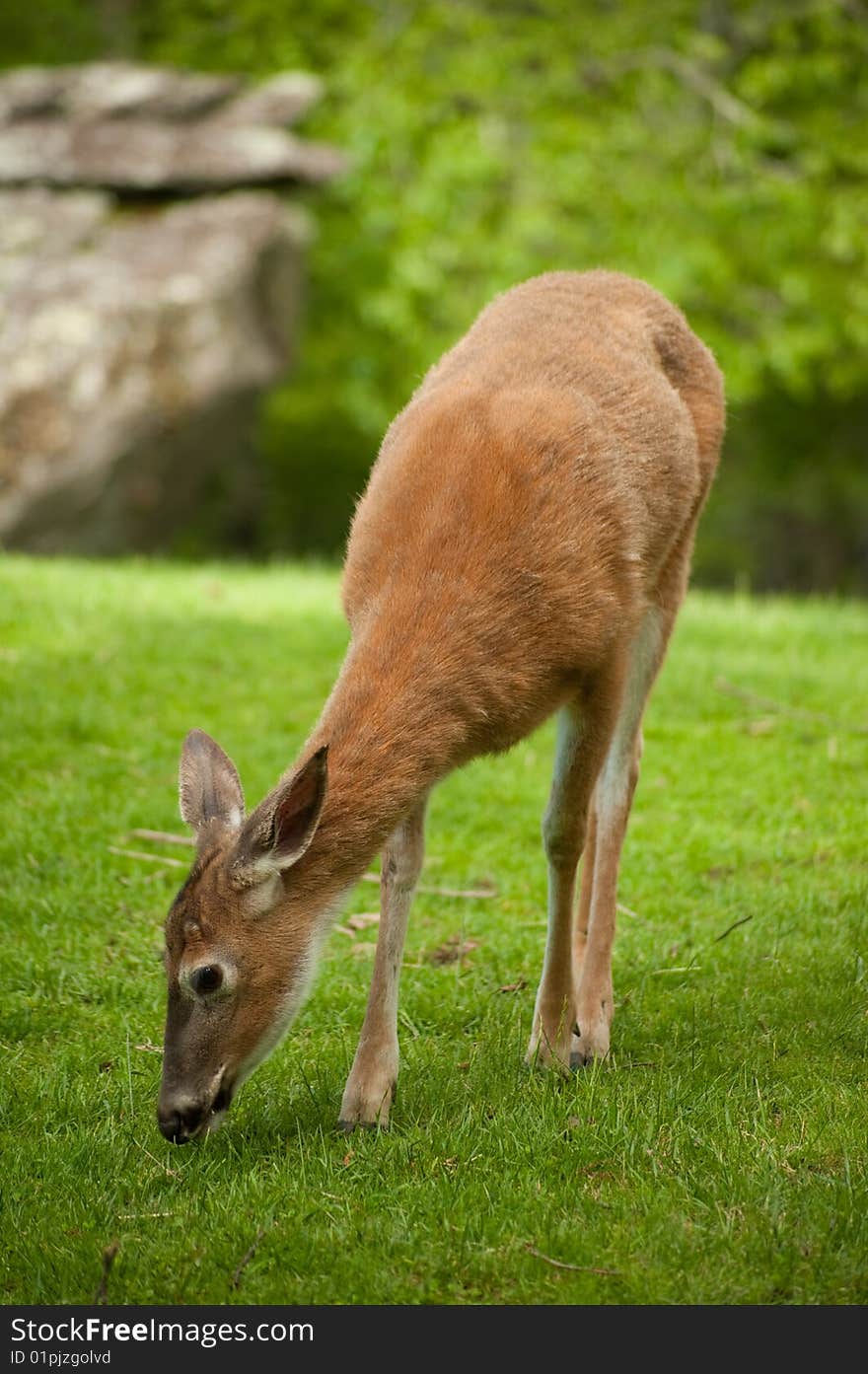 Female deer or doe grazing on grass in the woods. Female deer or doe grazing on grass in the woods