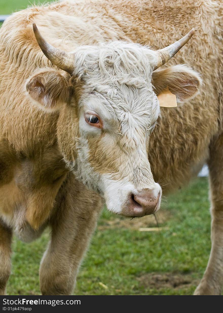 Cow