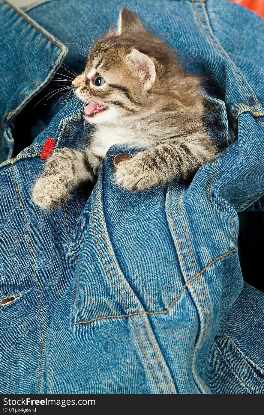 Little kitten sitting in a jacket. Little kitten sitting in a jacket