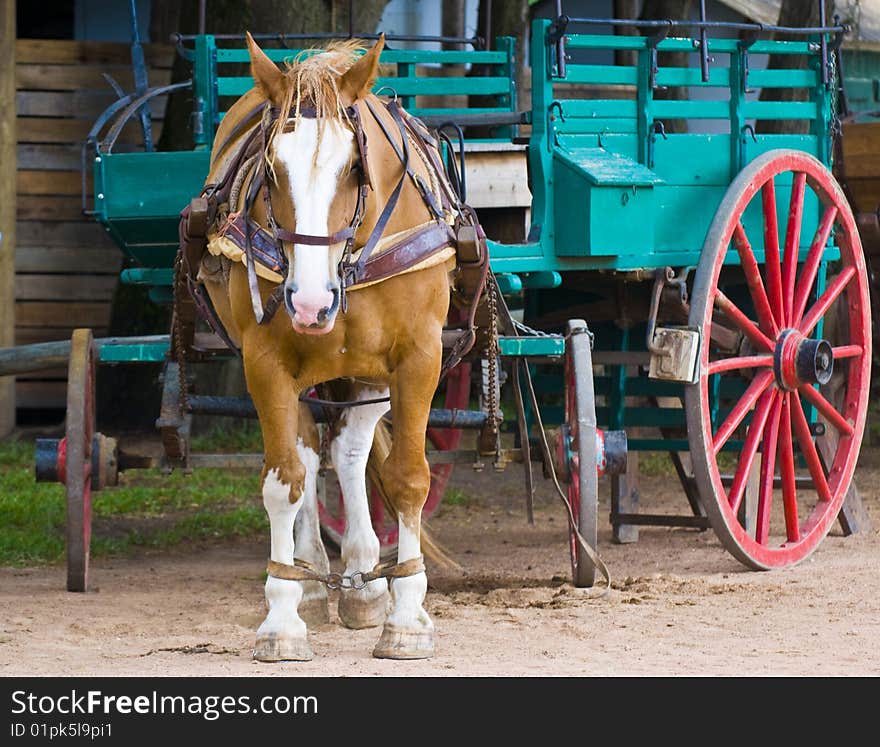 Horse outside  in  the countryside of Uruguay