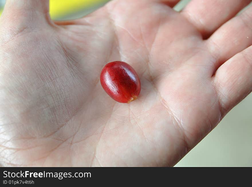 A fresh coffee berry in a hand. A fresh coffee berry in a hand.