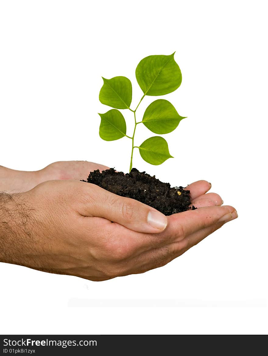 A sprout in palms as a symbol of nature protection