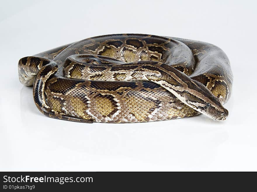 Exotic snake on white background. Exotic snake on white background