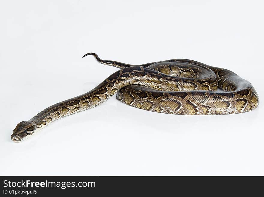 Exotic snake on white background. Exotic snake on white background