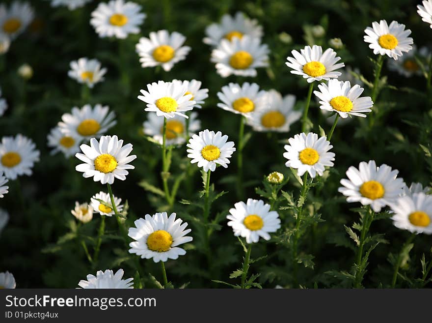 Chrysanthemum flower