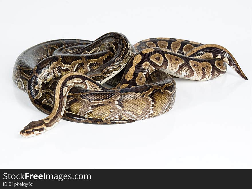 Isolated snake on white background. Isolated snake on white background