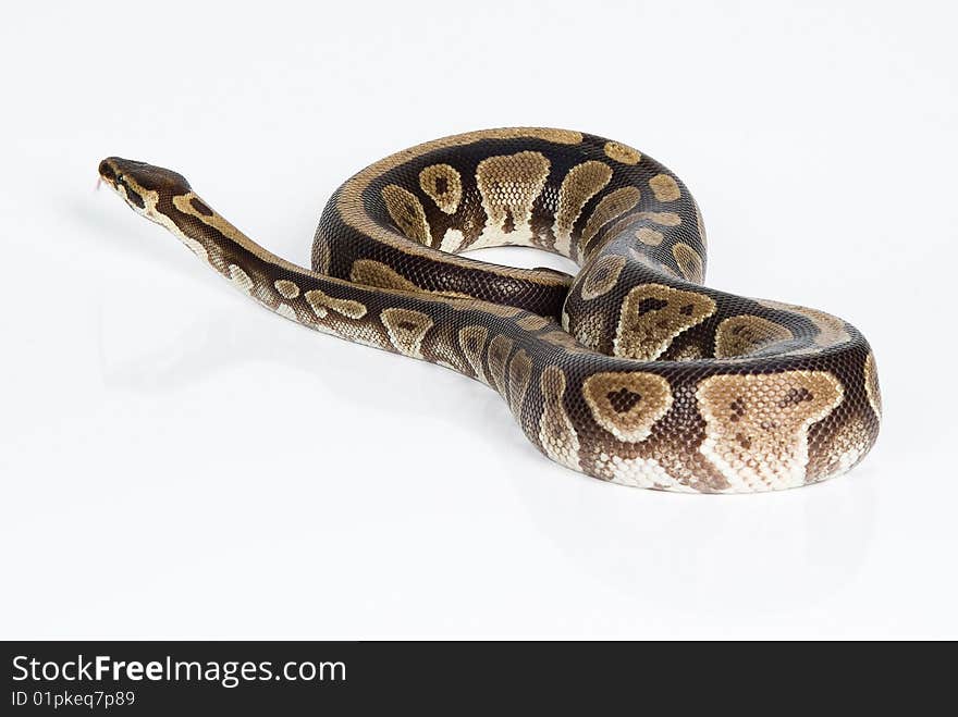 Isolated snake on white background. Isolated snake on white background