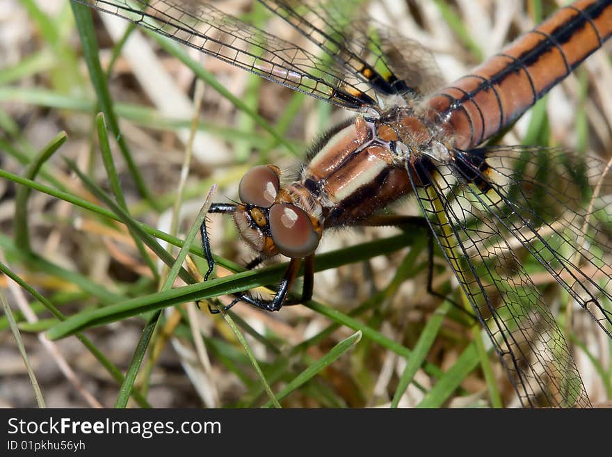 Dragonfly in the Grass