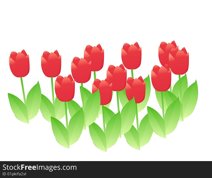 A group of red tulip with green leaves on the white background. A group of red tulip with green leaves on the white background